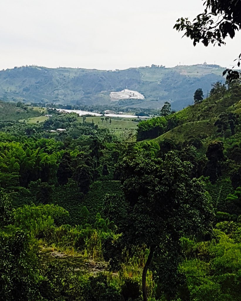 Hacienda Venecia life on a Colombian Coffee Farm