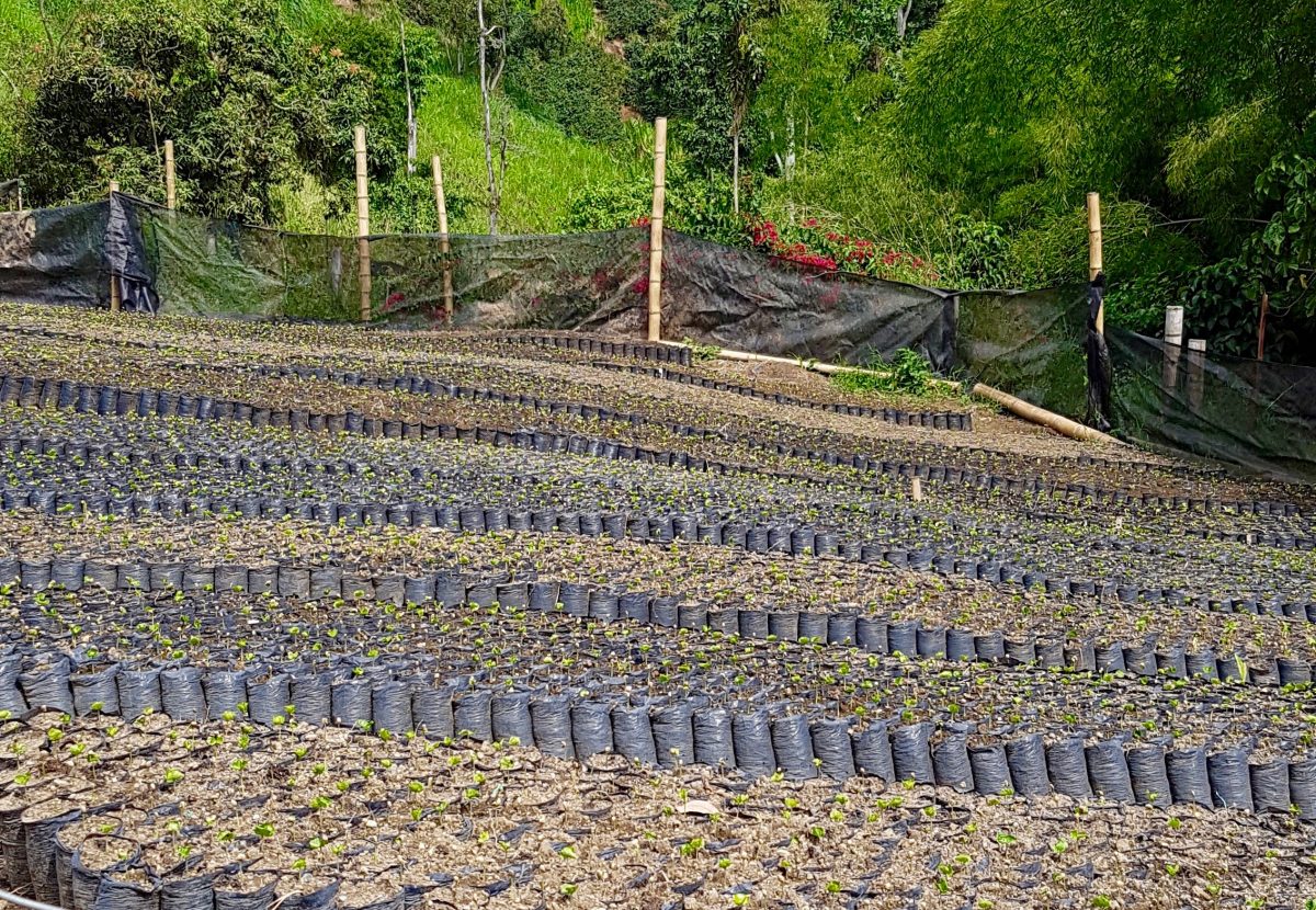 Life on a Colombian Coffee Farm