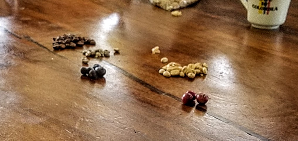 Different stages of coffee: fruit, green beans and roasted beans