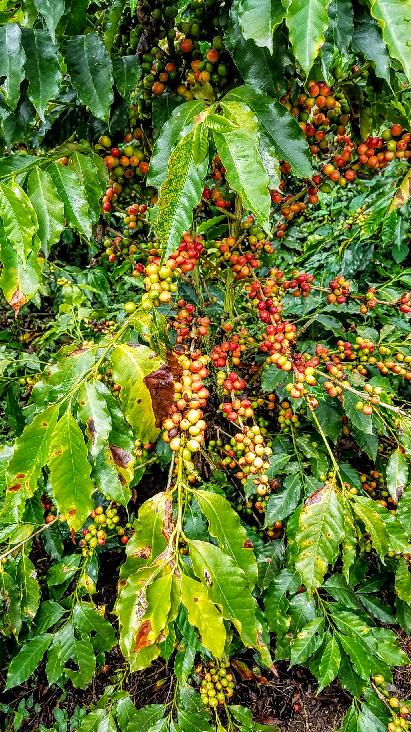 coffee fruit