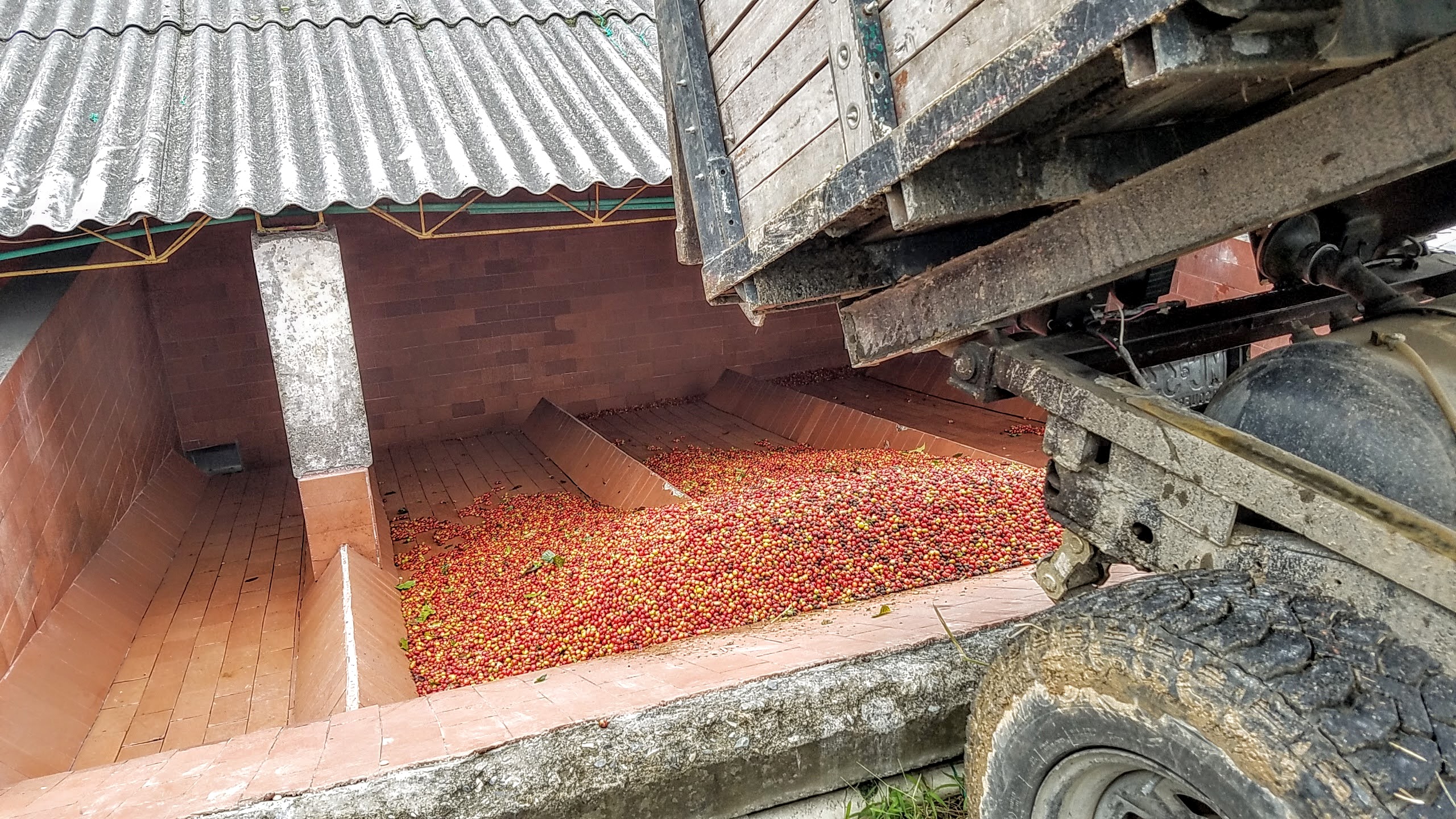 Farmers unloading the fruit at the coffee tour at Hacienda Venecia