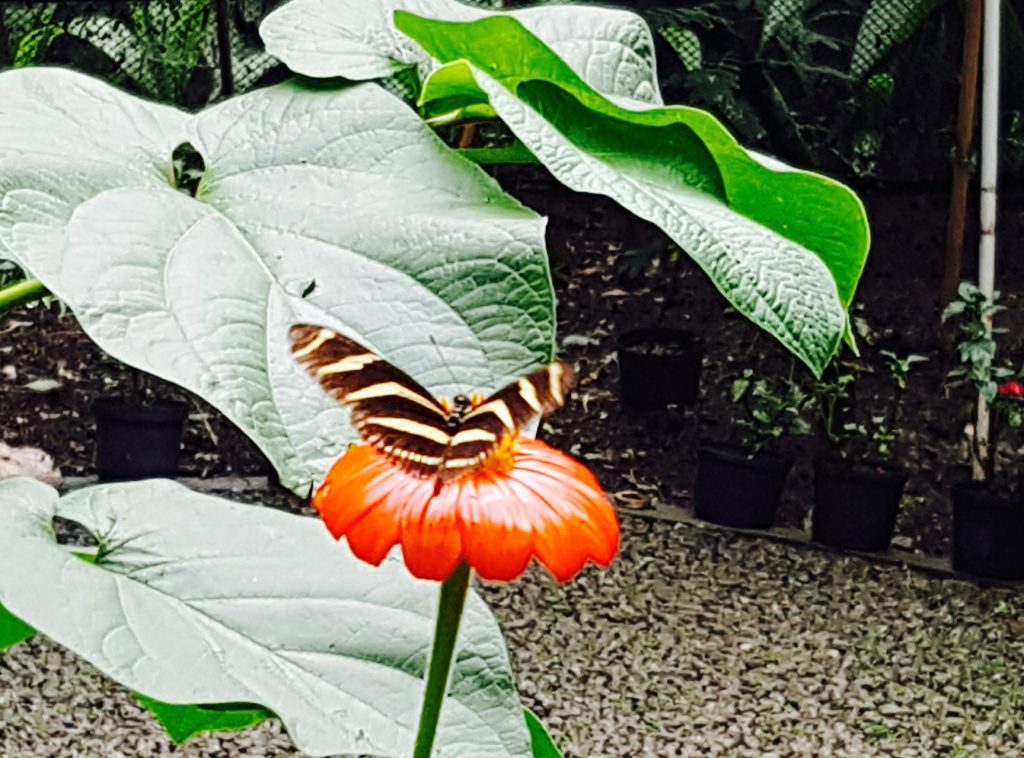 Butterfly at Jardin Botanico