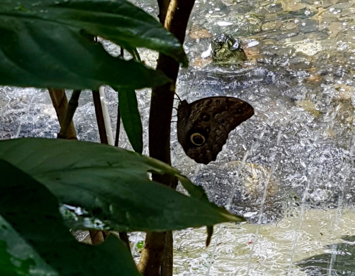 Outside in Medellin: Botanical Garden and Parque Explora