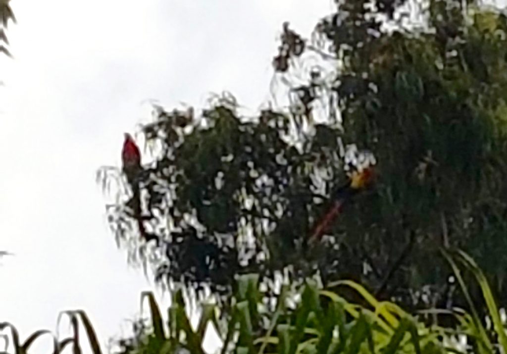 toucans Medellin garden and park