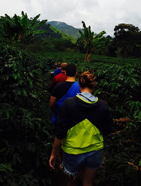 The coffee tour at Hacienda Venecia