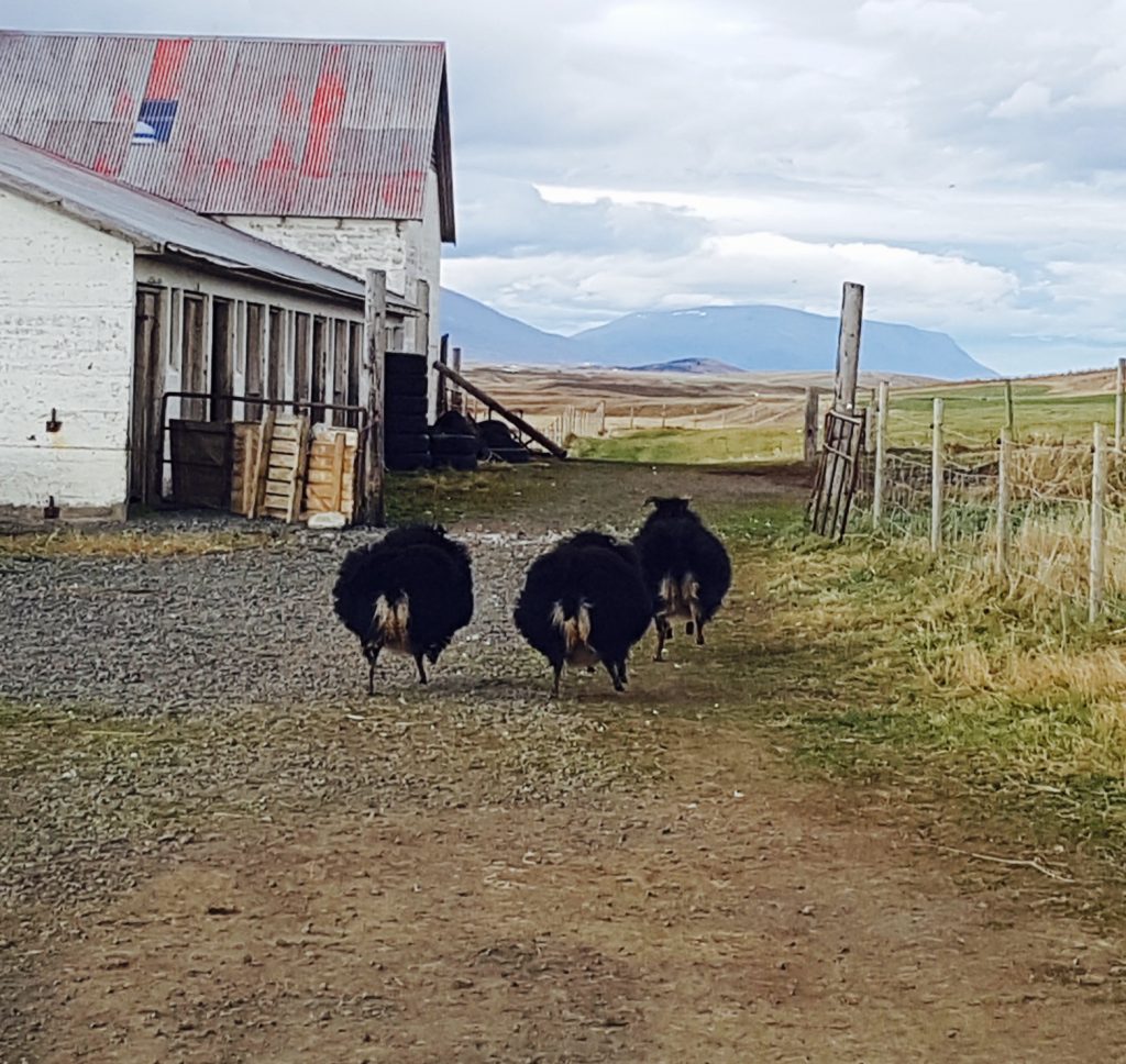 Black sheep butts