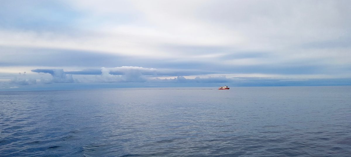 Whale Watching in Reykjavik