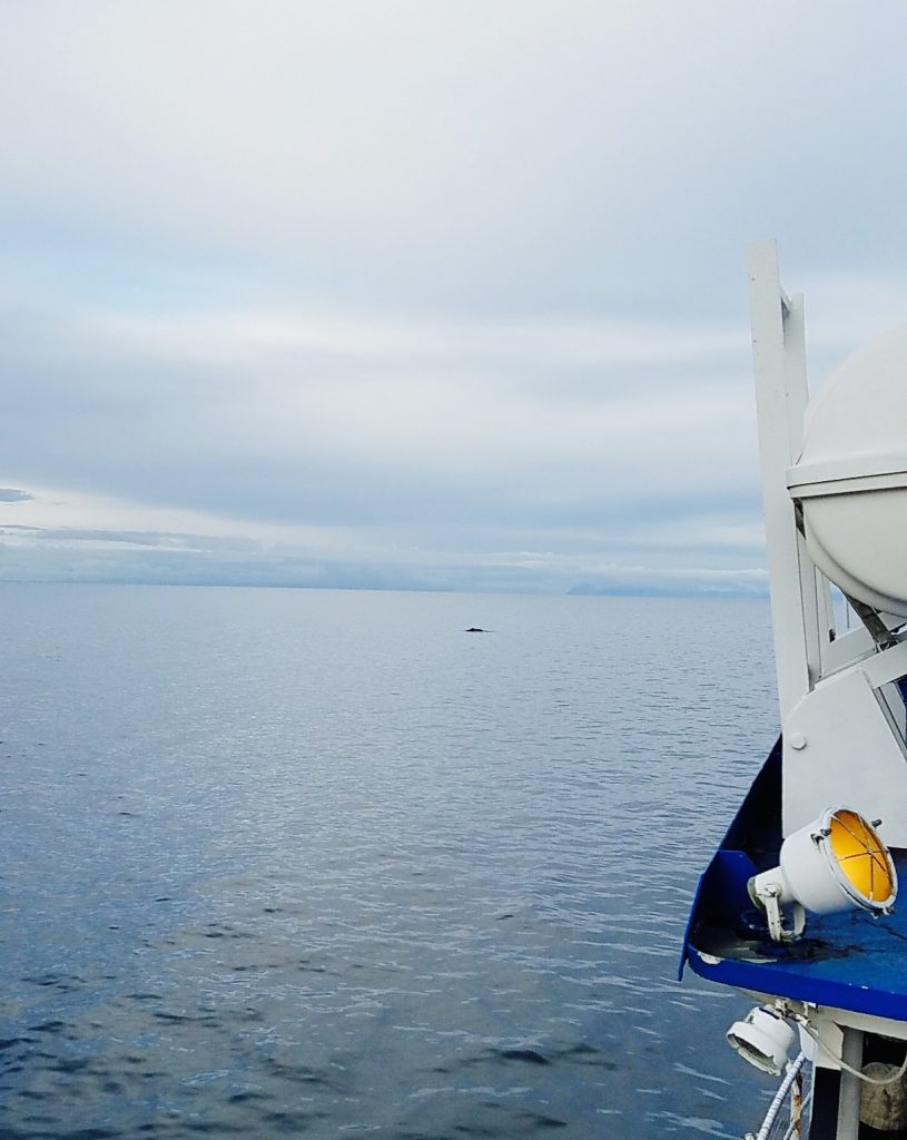 whale watching in Reykjavik Iceland