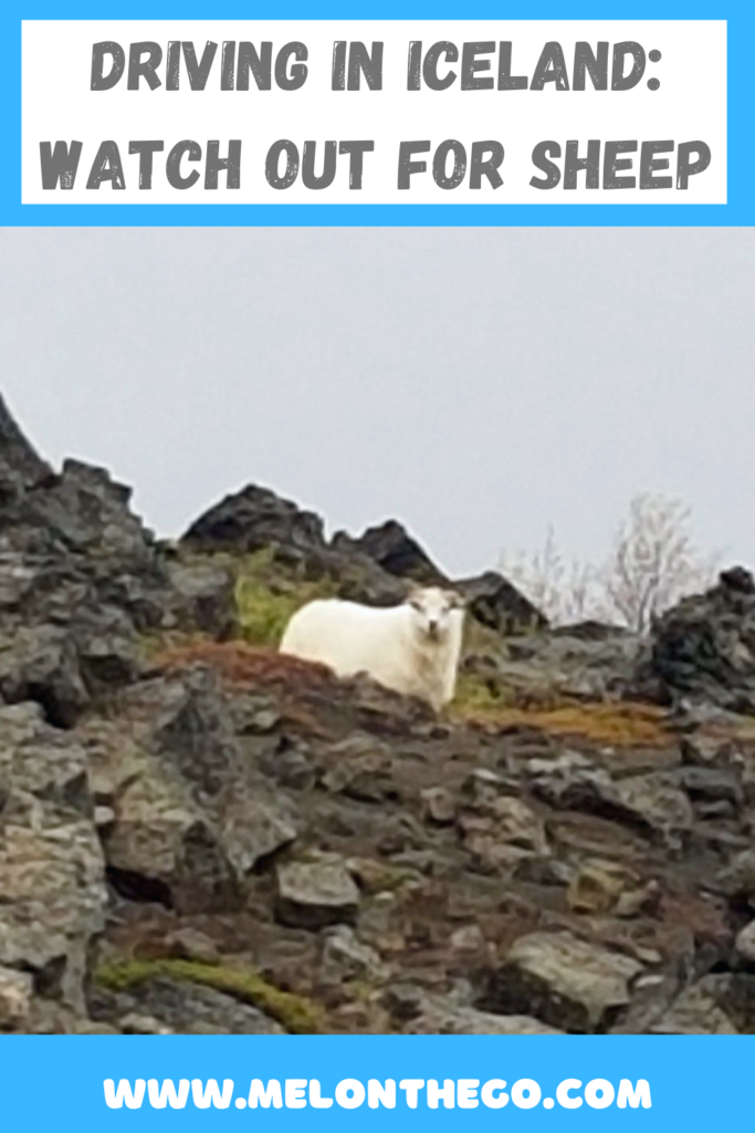 Pin Iceland Sheep and driving