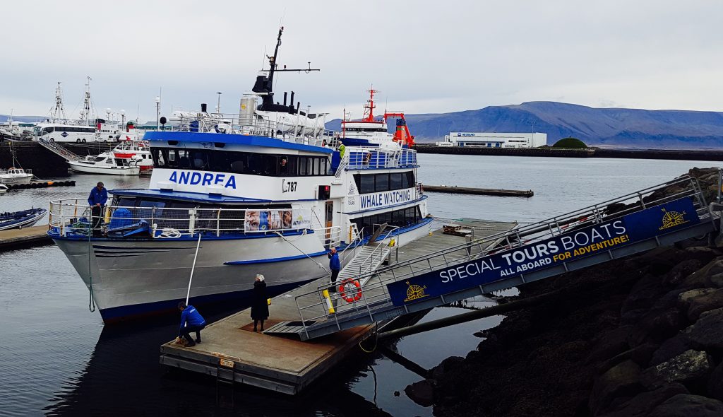 whale watching in Reykjavik tour boat