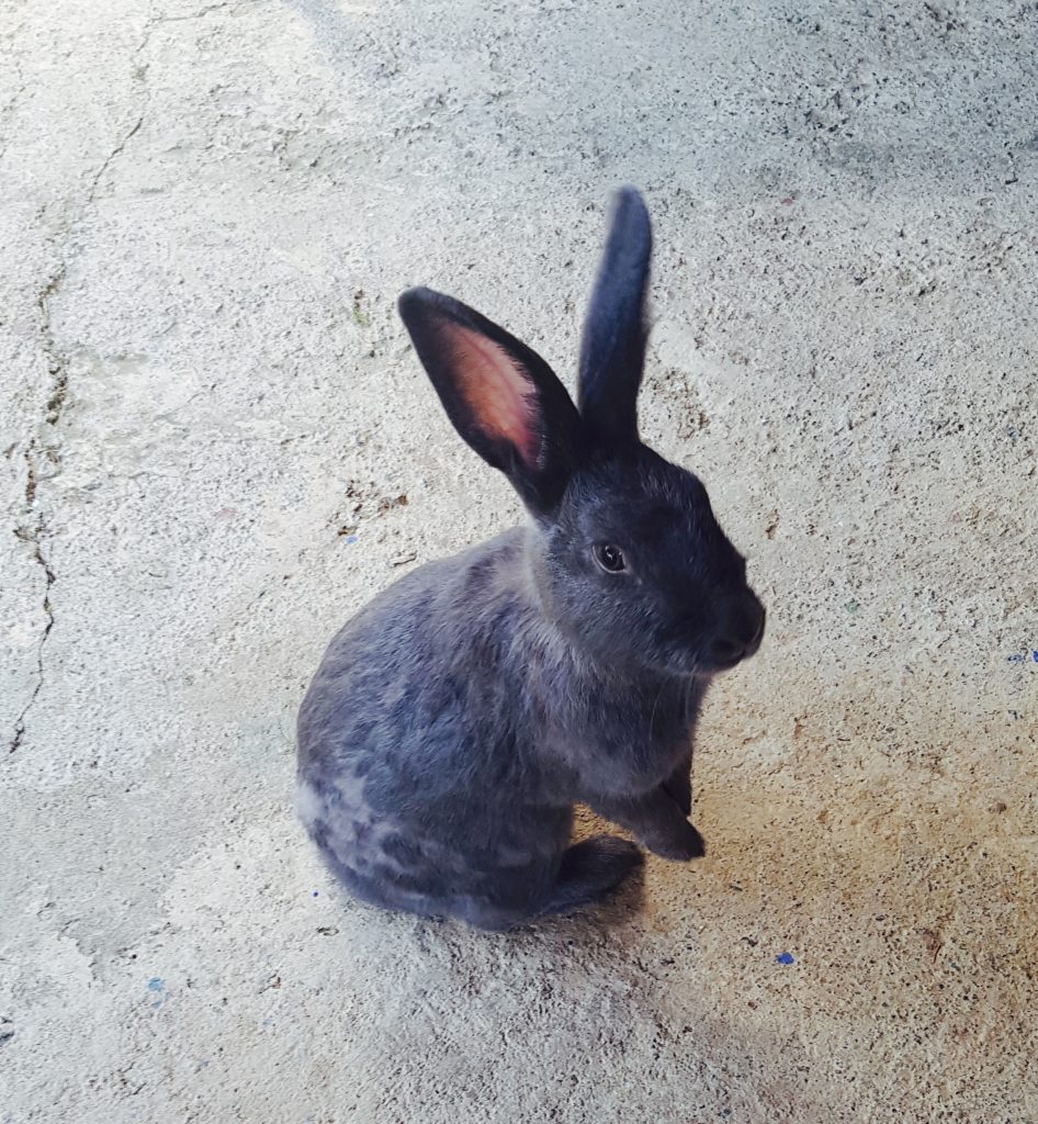 Rabbit at Spanish school