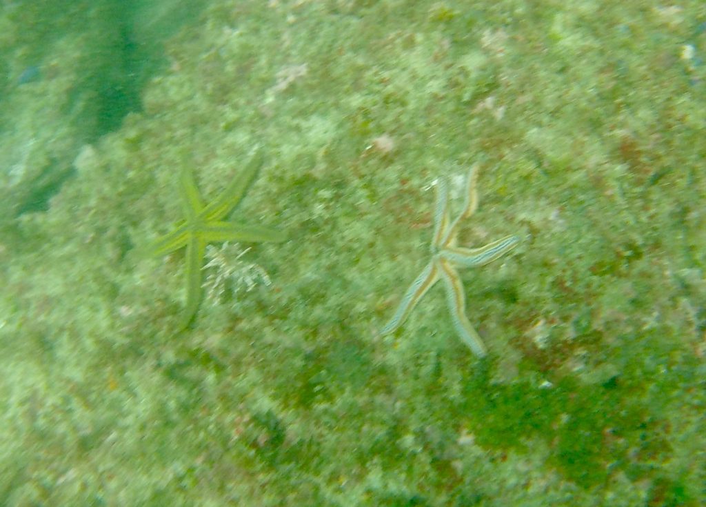 starfish