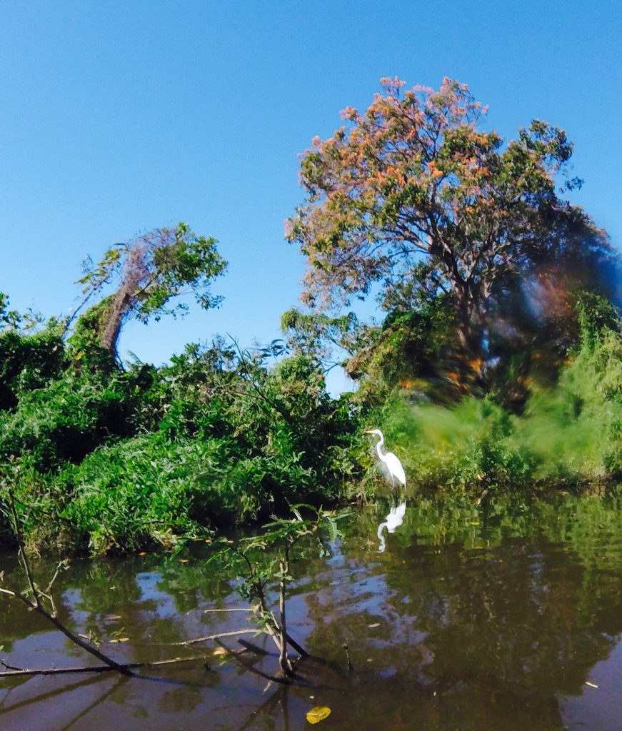 Egret Ometepe