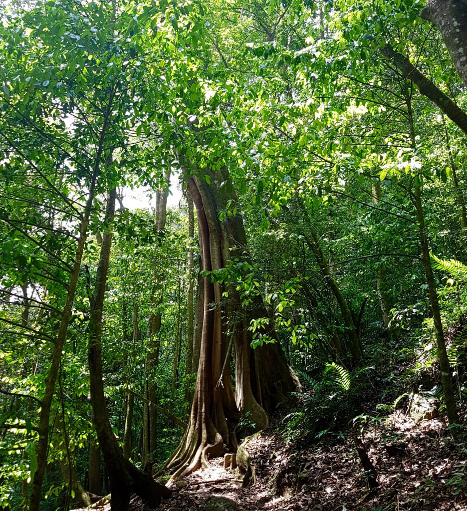 Selva Negra hiking