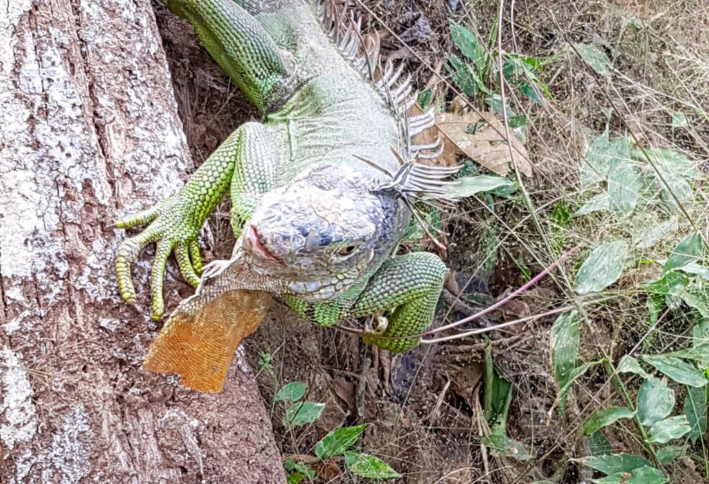 iguana