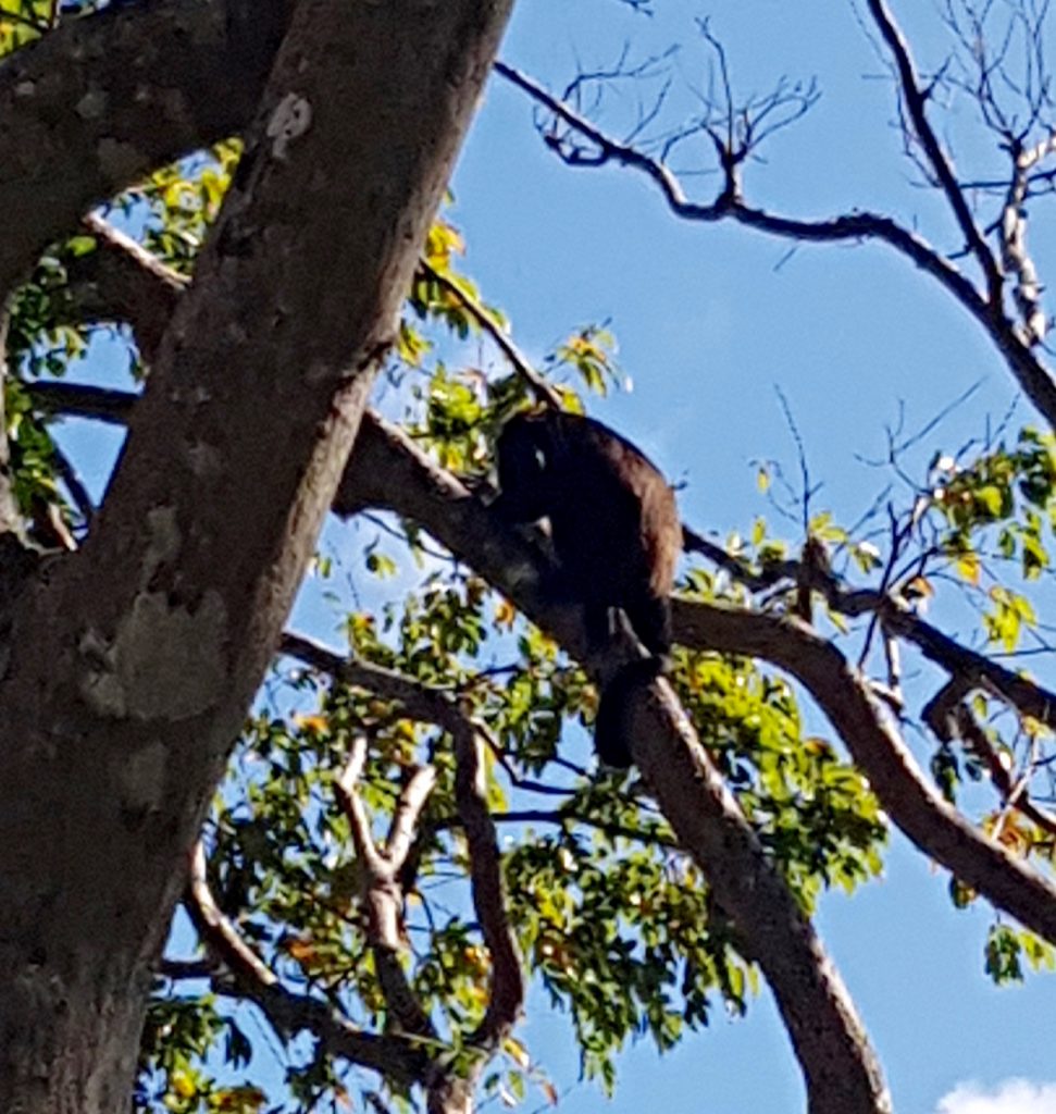 Howler Monkey at Parque Aventura las Nubes