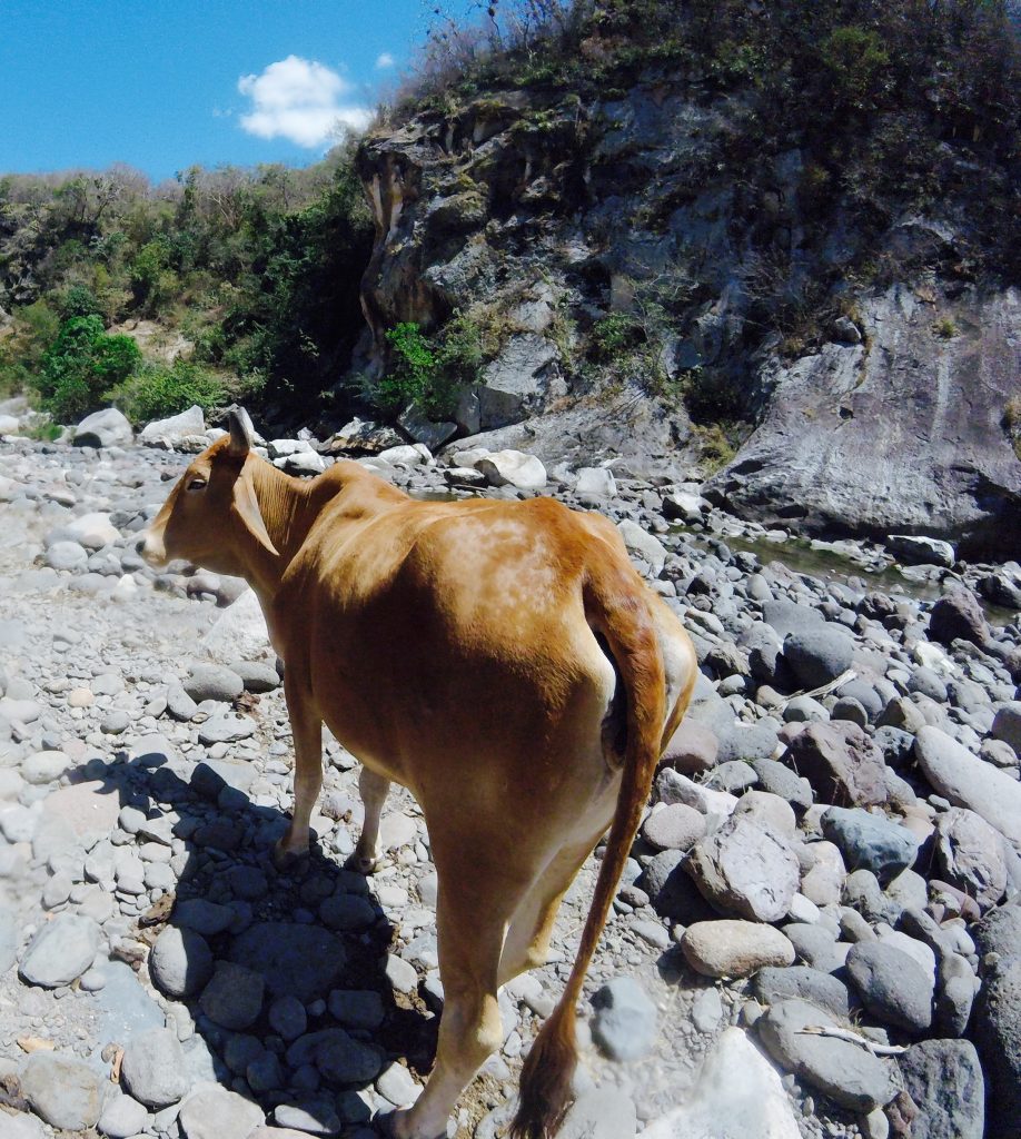 Somoto Canyon cow