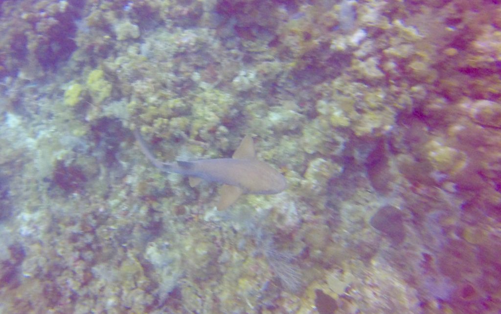 Shark Corn Island