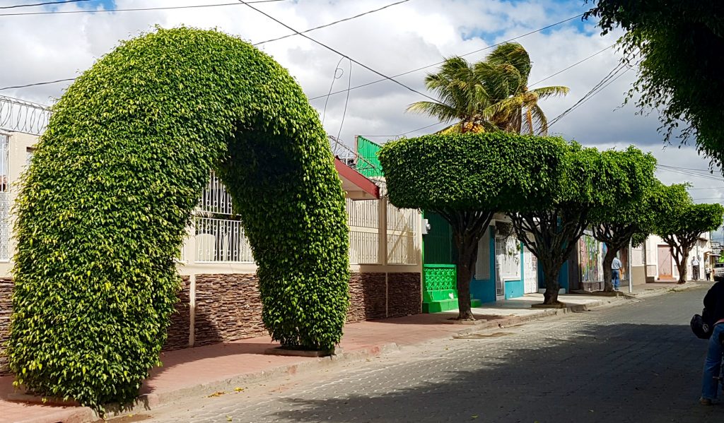 Trees Estelí