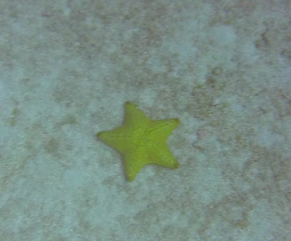 Diving Corn Island