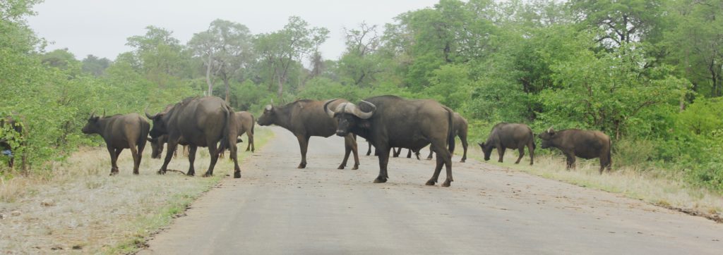 Buffalo Crossing