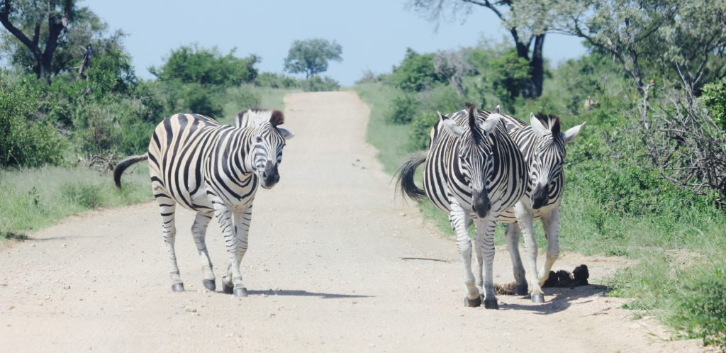 zebras animal crossings Kruger Park