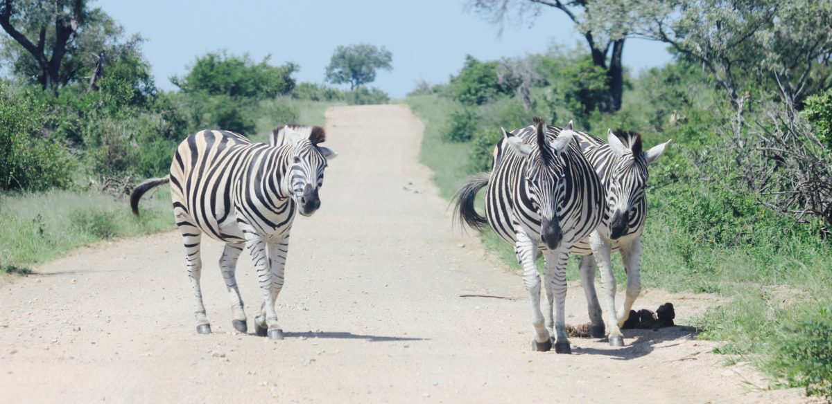 zebras