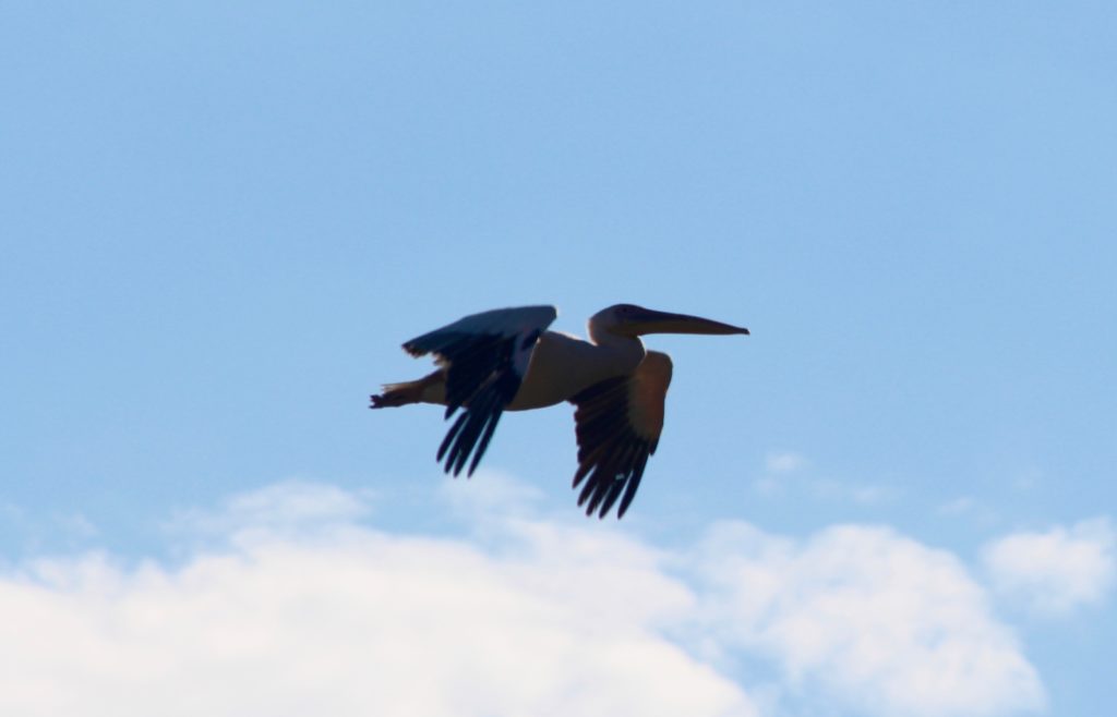 Bird flying Okavango Delta