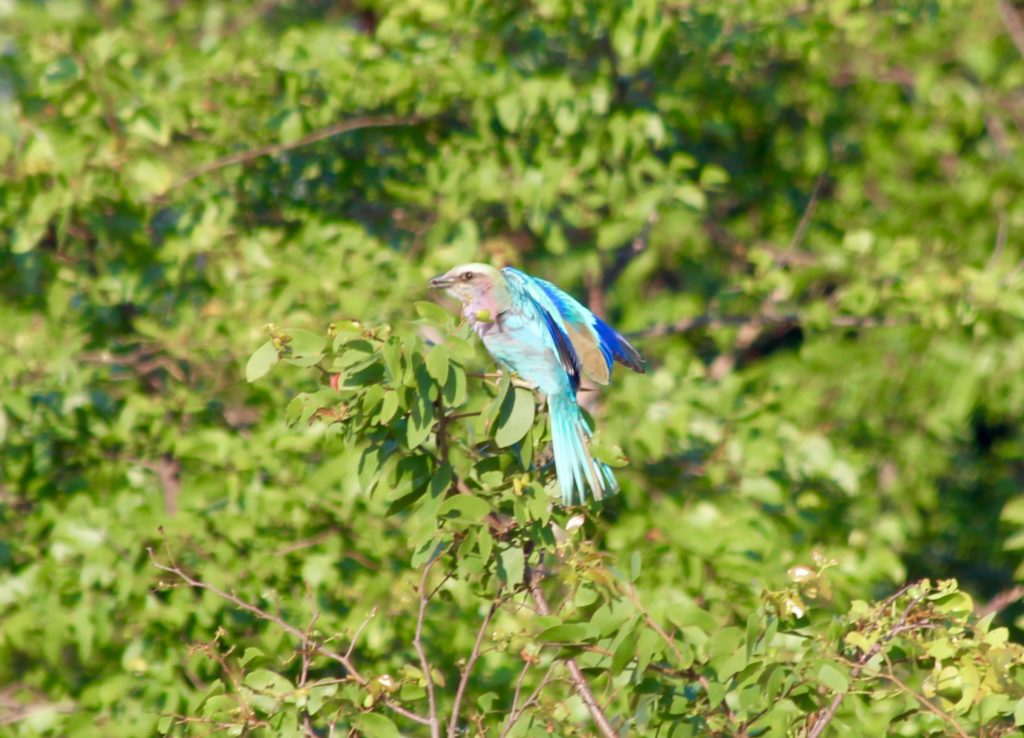 Blue Waxbill, Okavango