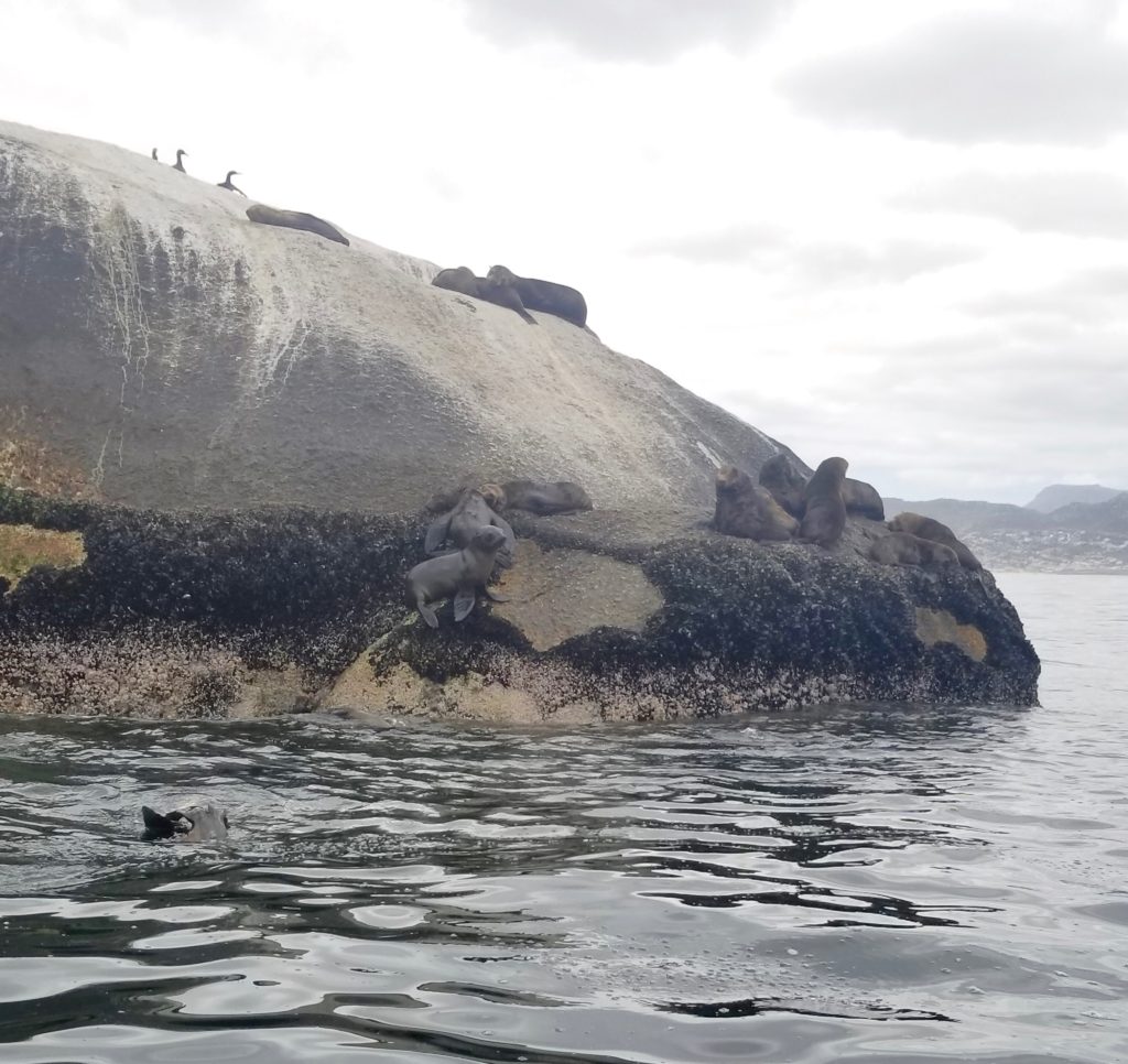 Cape Fur Seals Simon's Town