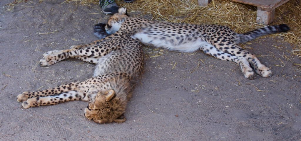 Cheetah cubs