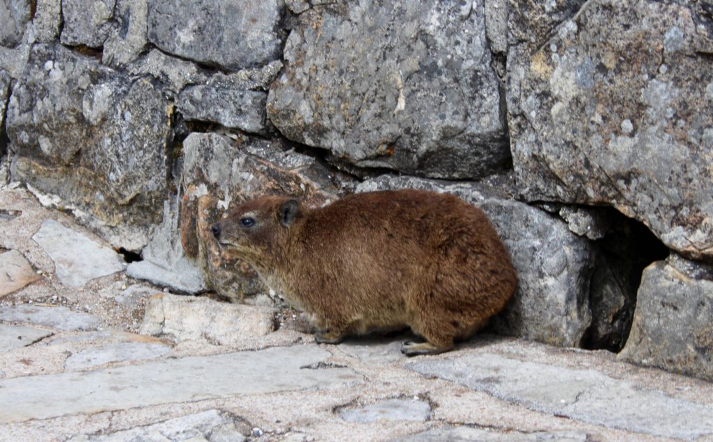 Dassie South Africa