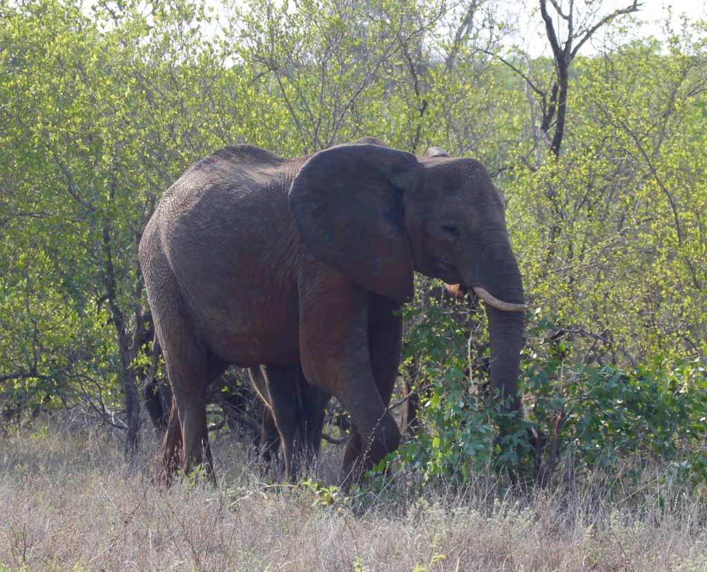 Elephant at Kruger Park