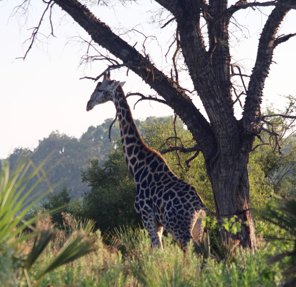 Giraffe Okavango Delta