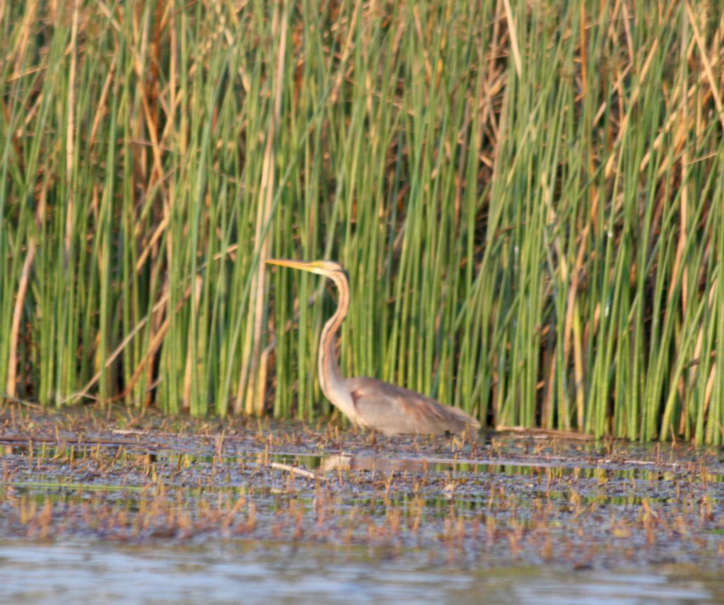 Great Blue Heron Okavangp