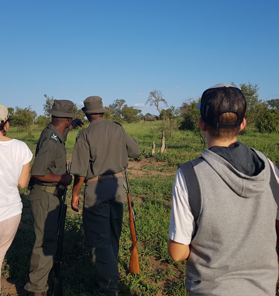 Rhino Skukuza Walk