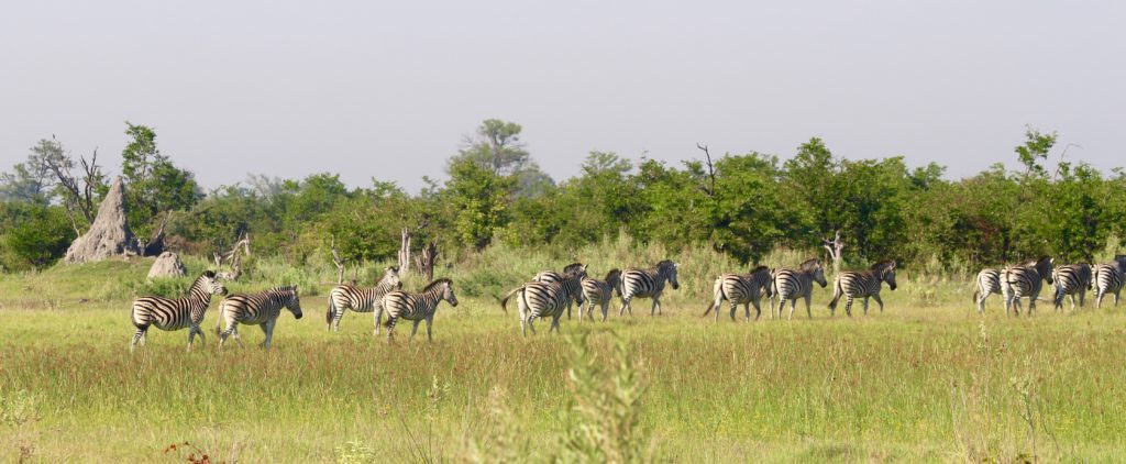 Zebras, Okavango