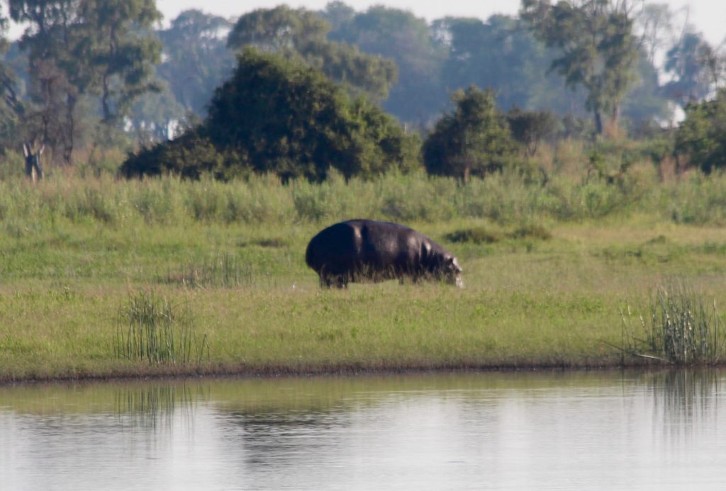 Hippo Okavango Delta