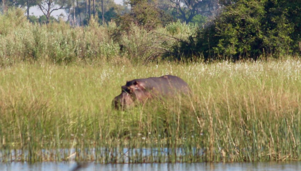 Hippo Okavango Delta