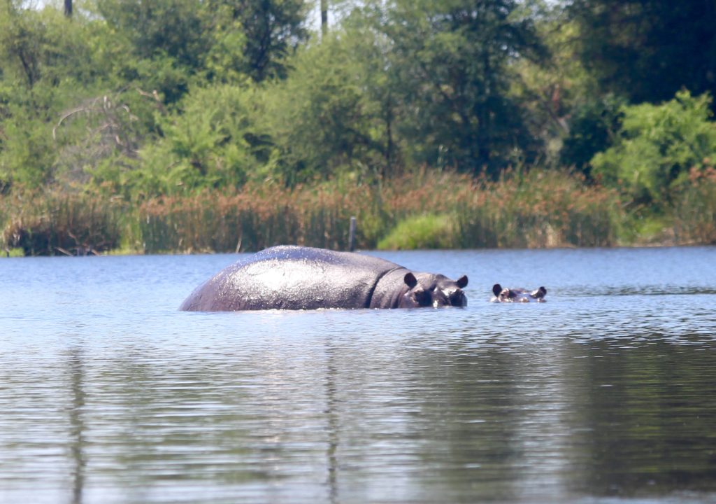 Hippos Okavango Delta