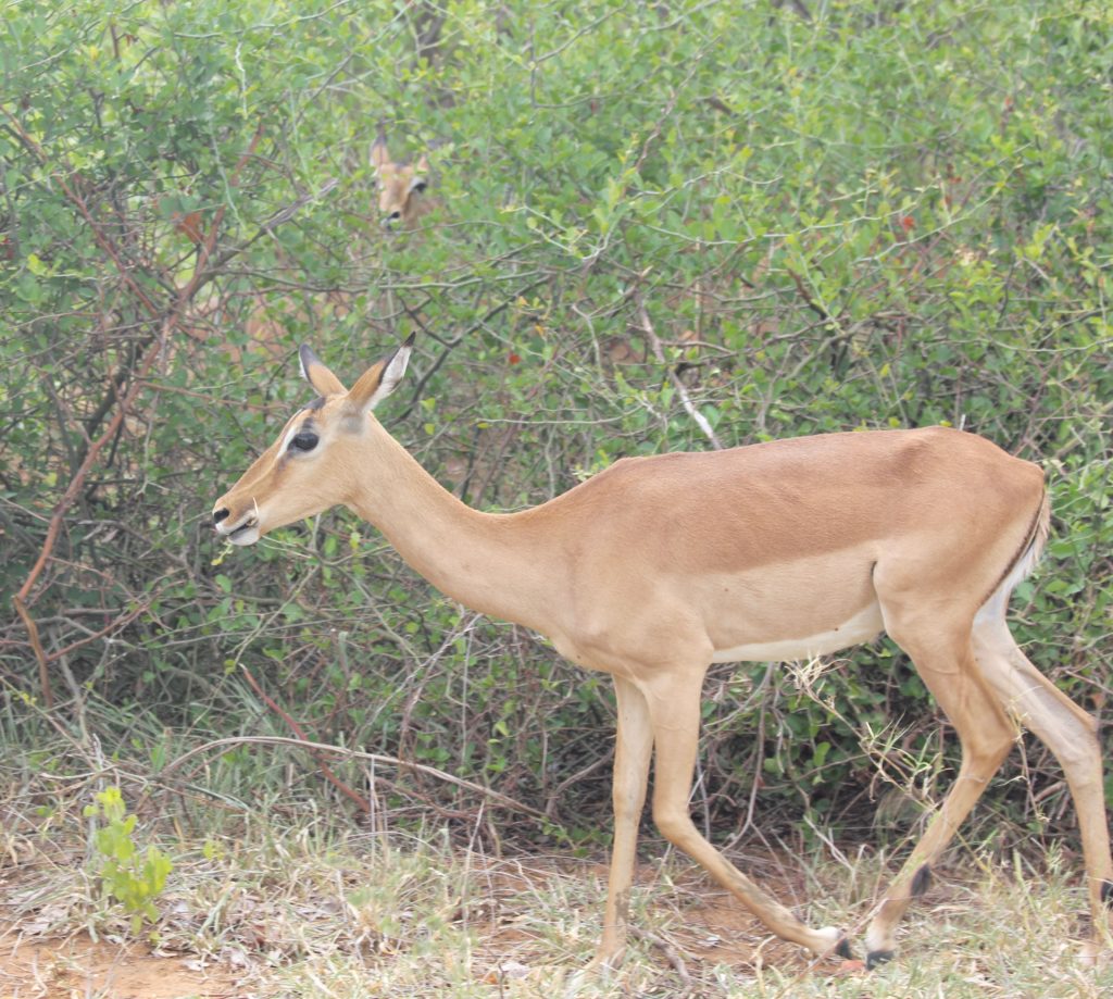 Impala Kruger Park