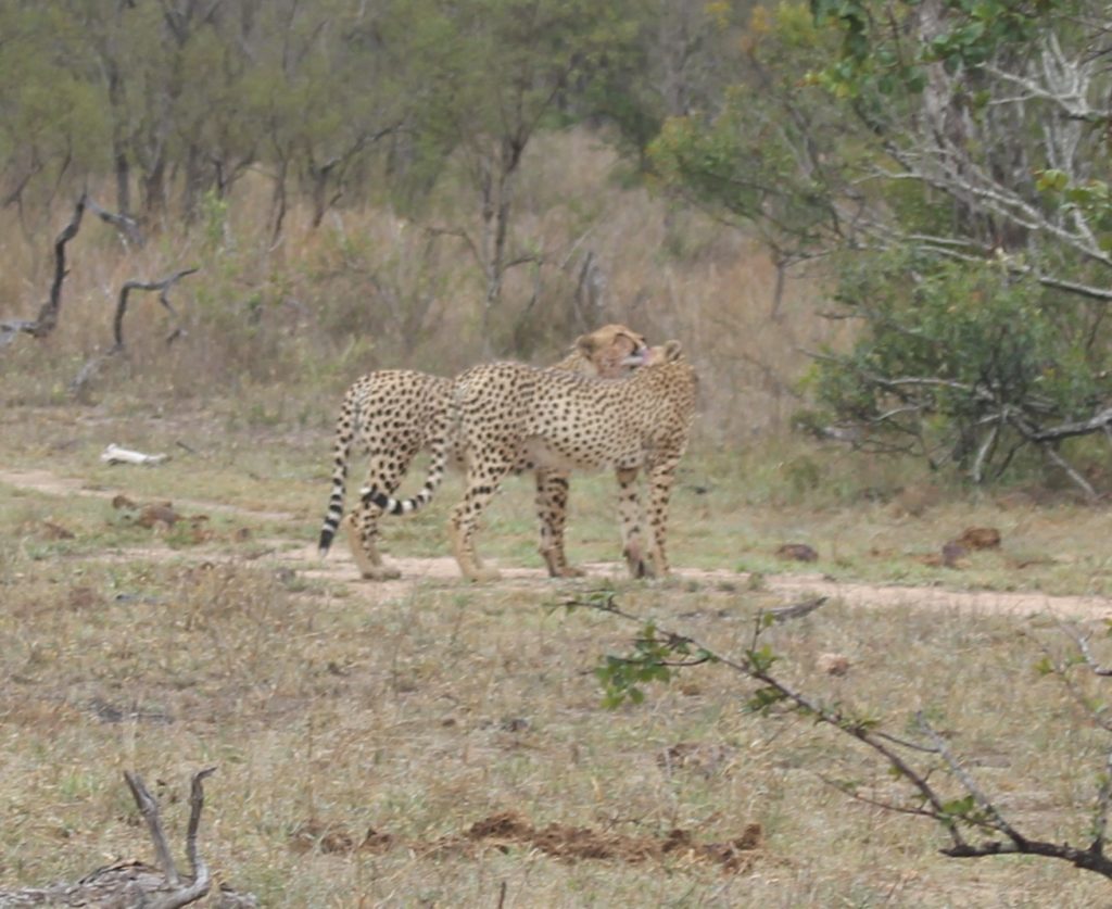 Leopards Kruger Park