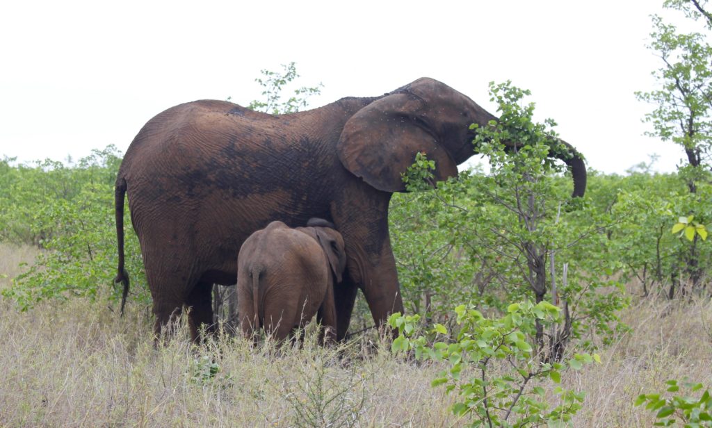 Elephants Kruger