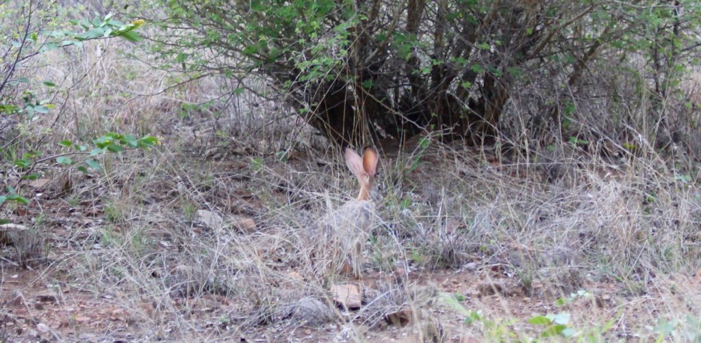 Olifants hare