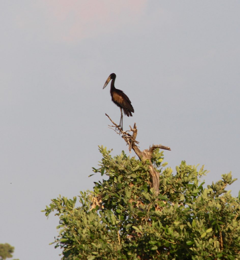 African Openbill