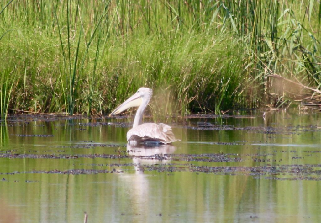 Pelican