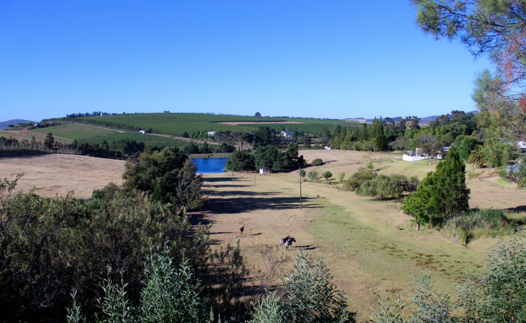 View from our hike at Remhoogte Wine Estate Stellenbosch