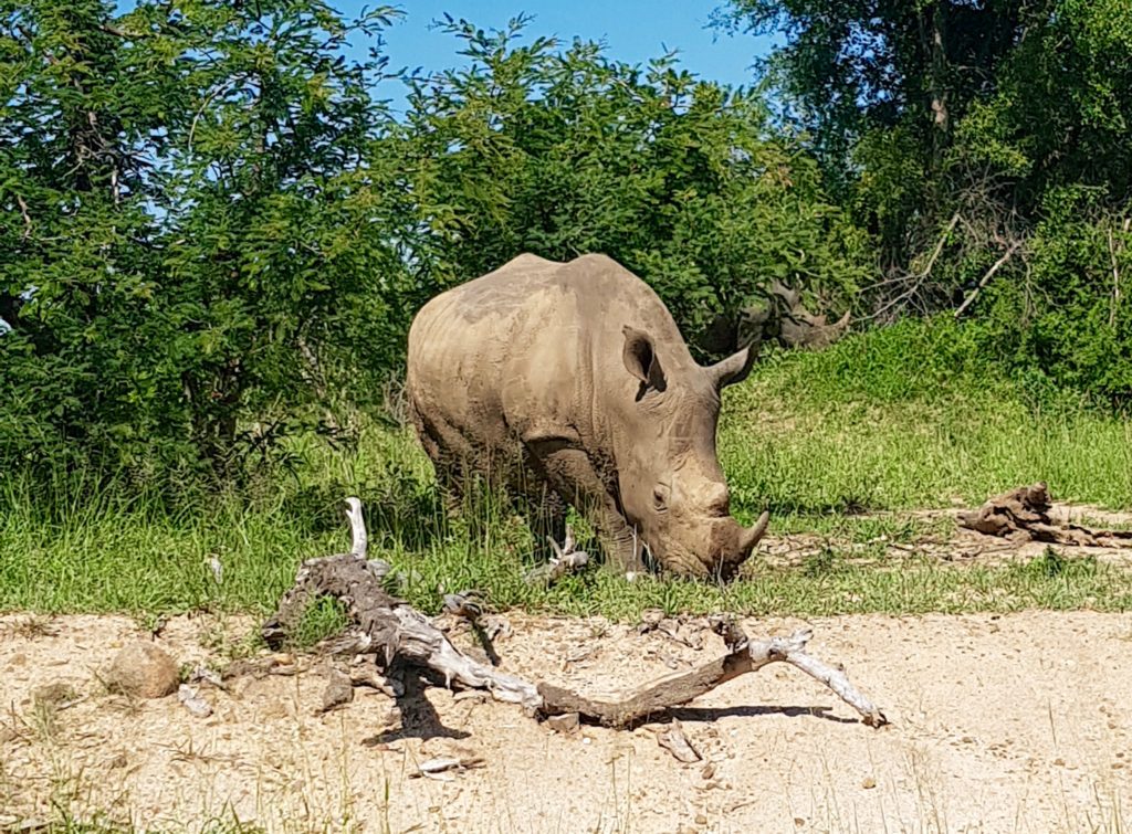 White Rhino Kruger Park