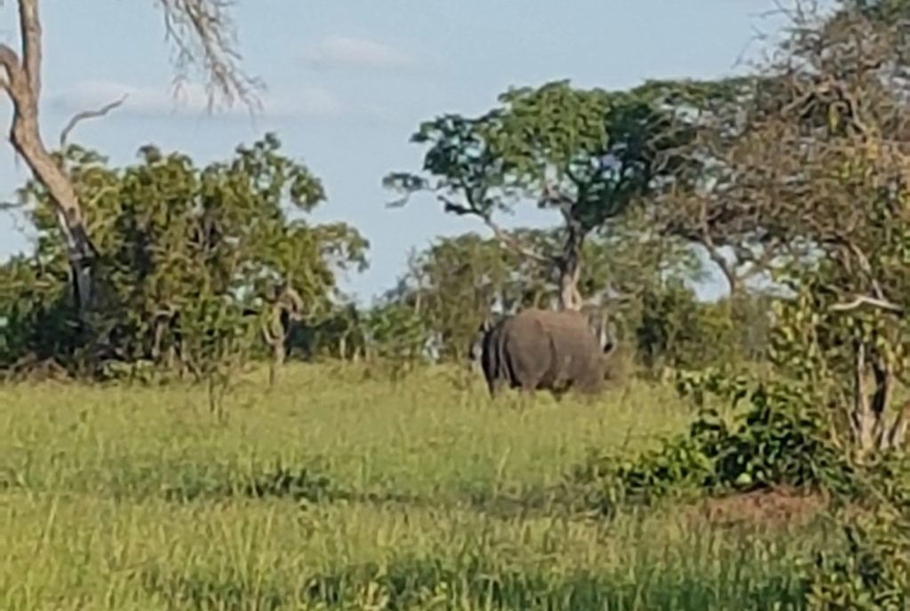 Rhino Skukuza Kruger