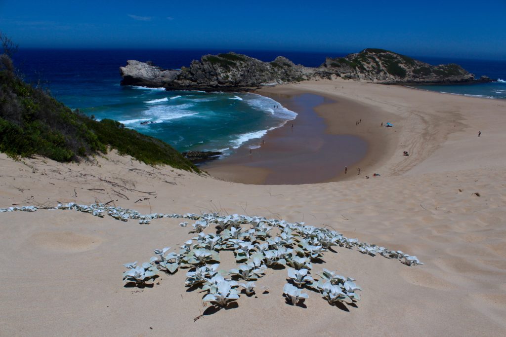 Robberg Beach